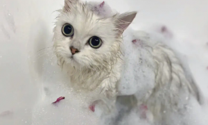 宠物店给猫洗澡要多久