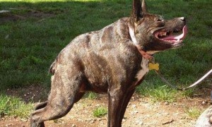 卡西莫多犬的起源