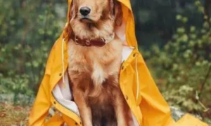 狗狗为什么穿雨衣还叫