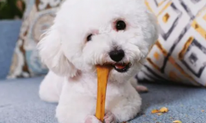 狗多久吃一次磨牙棒？
