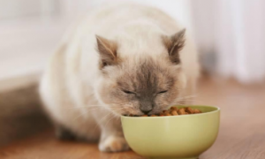猫咪为什么会自己吃东西