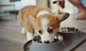 幼犬狗如何吃狗粮