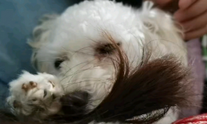 为什么狗狗会喜欢咬头发