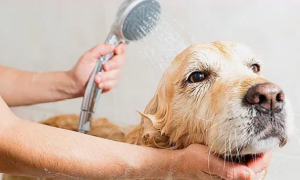 宠物店是怎样给狗狗洗澡的