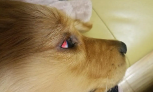 狗狗的眼白发红是怎么回事啊？