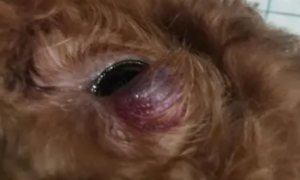 狗眼睛肿了是什么原因