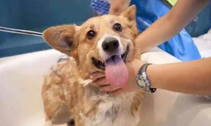 怎么样给小狗洗澡呢？