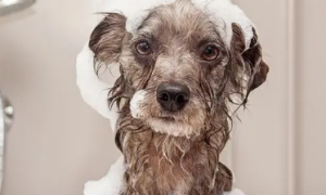 狗狗沐浴露拿什么可以代替洗澡