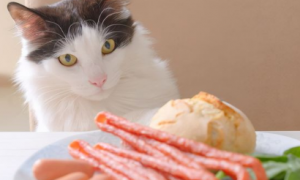 猫咪一定不能吃什么东西有哪些？