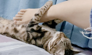 为什么猫咪踢自己脚