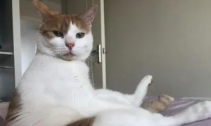 猫咪为什么坐着会摇晃身体呢