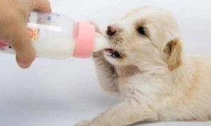 狗狗为什么要喝狗奶粉