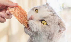 猫咪为什么爱吃皮套的东西