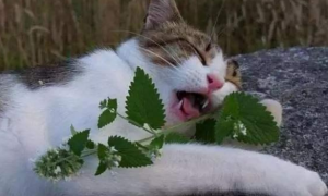 为什么猫咪爱吃丁香叶片