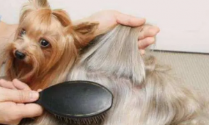 狗狗吃什么毛发长得快更浓密一些
