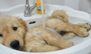 宠物洗个澡多少钱