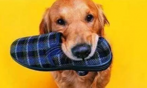 狗狗喜欢叼鞋这是什么原因