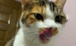 猫咪为什么总是舔嘴唇怎么回事