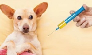 家养宠物狗打过疫苗抓人要打疫苗吗视频