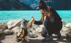 为什么旅游会带狗狗呢
