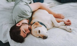 主人想抱着狗狗睡觉为什么呢