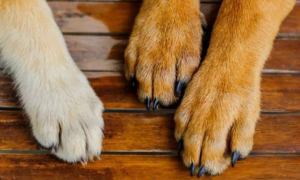 狗狗的脚为什么会变大了很多