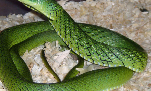 绿色的蛇有毒吗