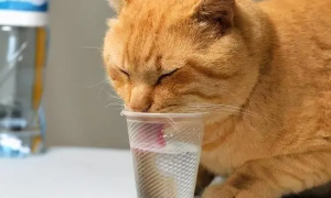 怀孕猫一直喝水是要生了吗