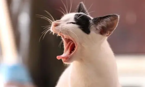 为什么每次摸猫咪都会咳嗽一下
