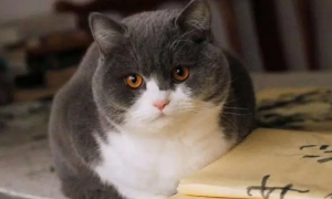 为什么猫咪变胖了很多呢