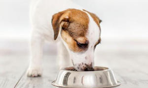 狗狗吃饭老是哽咽是什么原因呢