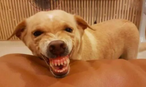 狗为什么打他会龇牙咧嘴