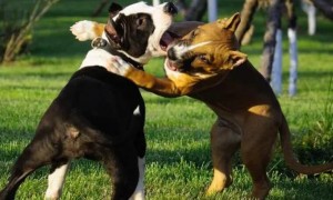 狗狗为什么会摔跤打架呢