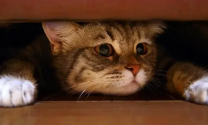 为什么猫咪容易被吓死呢