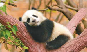 为什么全世界都爱大熊猫