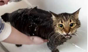 小猫洗澡多少钱