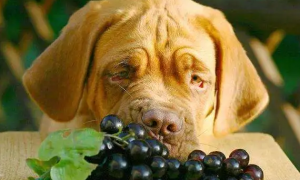 狗吃了葡萄多久脱离危险