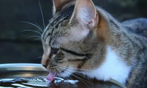 猫咪用舌头喝水的原因