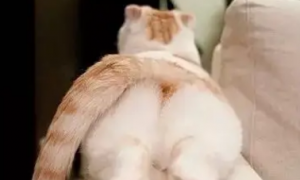为什么猫咪会红屁股呢
