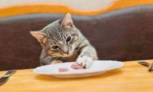 为什么猫咪吃点东西就吐