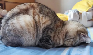 猫咪为什么缩着头睡觉的原因