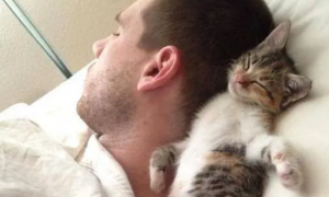 猫为什么喜欢睡人的头旁边