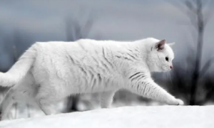 为什么冬天猫咪怕冷呢怎么回事