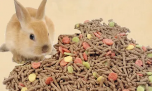 幼兔每天吃多少兔粮