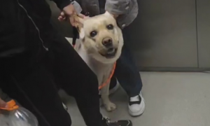 为什么狗狗不能进电梯里面呢