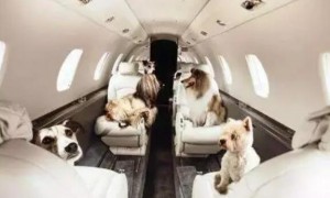 哪个航空公司可以带宠物上飞机