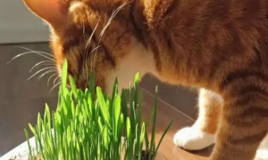 猫草土培方法