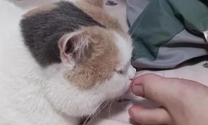 猫咪为什么会咬我的脚趾头