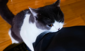 为什么猫咪咬着人裤子