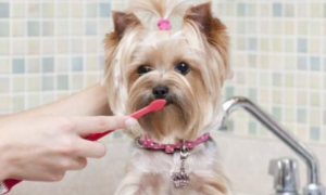 狗狗刷牙多久一次比较好